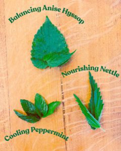 Peppermint, Anis Hyssop and Nettle